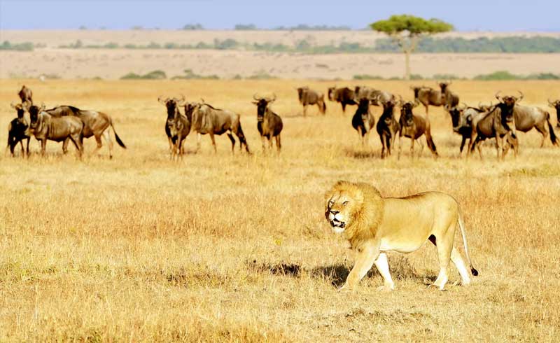 khu-bao-ton-MAASAI-MARA